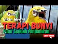 Download Lagu Masteran Pagi Pleci Ombyokan Langsung Gacor Nyaut Ngalas Isian, Cukup Putar 15 Menit Langsung Bunyi