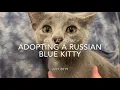 Adopting a blue cat