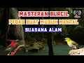 Download Lagu Masteran Pleci Duet Sepah Raja Tembakan Pedas Jahat