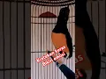 Download Lagu Kretekan keras murai batu memicu emosi lawan
