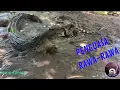Download Lagu SECEPAT APAKAH LARINYA BUAYA PREDATOR ITU KALAU DI DARAT...?