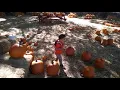 Wickerd Farm Pumpkin Patch