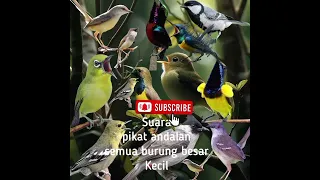 Download Suara pikat andalan semua jenis burung kecil burcil#sogon#prenjak#ciblek MP3