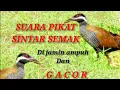 Download Lagu suara pikat!!suara sintar semak(weris hitam), sangat cocok untuk mikat siang dan malam hari