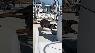 Violets mid morning nap .. #petsofyoutube #boatlife #travel #sailing #doberman
