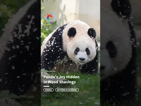 In that tiny pile of wood shavings lies a giant panda’s simplest joy!| Sichuan