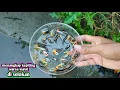 Download Lagu MENCARI KEPITING WARNA WARNI DI SELOKAN DAPAT BANYAK