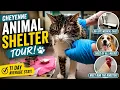 Inside Wyoming s Incredible Animal Shelter Tour the Cheyenne Animal Shelter Meet the Animals