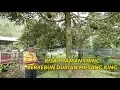 Download Lagu KISAH PAMAN THING BERKEBUN DURIAN MUSANG KING