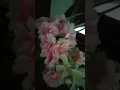 Download Lagu نانسي عجرم ❤️راهنت عليك💓