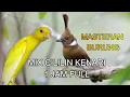 Download Lagu CILILIN VS KENARI MASTERAN BURUNG 1 JAM