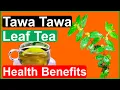 Tawa Tawa Leaf Tea :  Uses and Benefits ( Euphorbia Hirta)