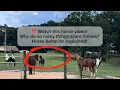 Watch this horse Why do so many things scare horses Horse behavior explained