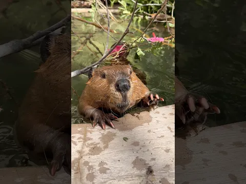 Beaver Construction Zone Ahead ⚠️