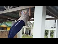 PERFORMANCE TASK IN PATHFIT-1