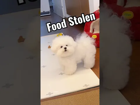 पप्पी 🐶 का खाना चुरा लिया 😂😩 | कोई बचलो 😡