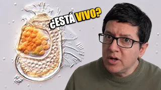 Descubren Organismo que Desafía la Definición de VIDA