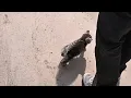 Download Lagu At some point during our hike, a little cat appeared,trying to block my path as if asking to join us