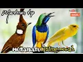 Download Lagu MASTERAN TOP MURAIBATU PALING MEWAH || cungkok vs cililin vs kenari