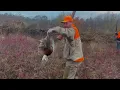 NJ Pheasant Hunting 2023