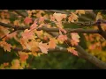 Jeremy Soule (TES: IV - “Oblivion”) — “Harvest Dawn” (...but it's slowed, with moderate fall sounds)