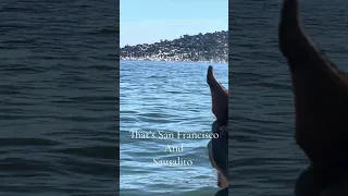 #fyp #sailing #dream #doberman #pets