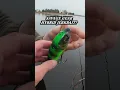 Download Lagu Hoeveel snoekentanden hebben dit aasje gezien?🧐