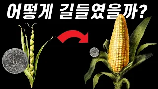 아니다, 옥수수가 인간을 길들인 건가? (ft.옥수수의 진화)