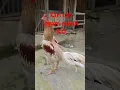 Download Lagu ciri ciri ayam laga pukul ko atau mematikan. selain katuranggan