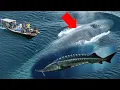 Largest Fish beluga sturgeon Rizwan Ali Tv