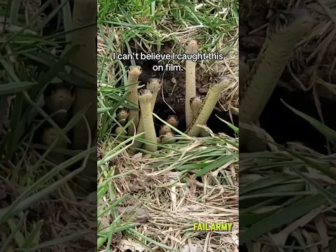 They'll probably start a podcast about me #snakes #dating #breakup #FailArmy #shorts