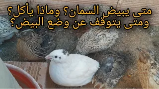 ما الطعام الذي يأكله السمان وهل يبيض كل يوم وفي اي عمر يبيض ومتى يتوقف عن وضع البيض 