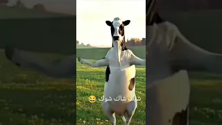 بقرة بترقص شيك شاك شوك Shortvideo 