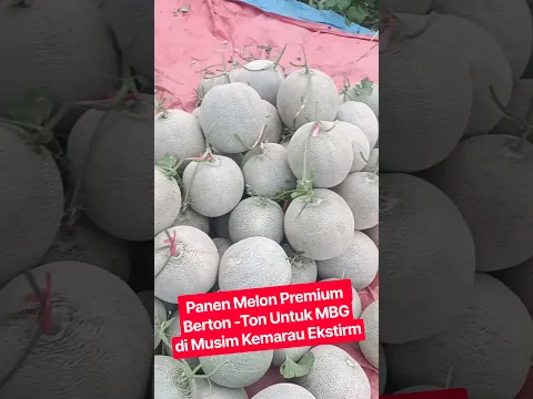 Tetap Panen Melon Orange Di Musim Kemarau ekstrim #melon