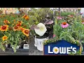 LOWES BEST NEW PLANTS-ARRIVALS AND CLEARANCE FOR AUGUST HOW TO MAKE YOUR GARDEN BEAUTIFUL