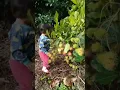 Download Lagu Rambutan Lebat Sampai Ke Tanah Anak Kecil 1 Thn Bisa Metik Buahnya Tanpa di Gendong #shorts#fruit