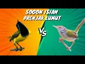 Lagu Masteran Sogon/sogok ontong isian Prenjak Lumut