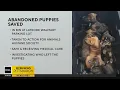 Bin full of puppies left in Pittsburgh-area Walmart parking lot