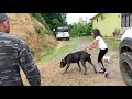 CANE CORSO NARKOZ’UN EVE DÖNÜŞ VAKTİ