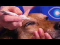 How to apply ointment to your dog s eyes