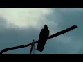 Download Lagu BALLISTIK BOYZ [We never die]          MV Crow zero
