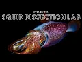 Squid Dissection - Virtual Fieldtrip
