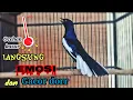 Suara Kacer gacor Isian Kasar dan rapet Pancingan burung kurang gacor#kicaumaster#suaraburung#bird