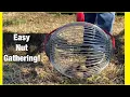 Easiest way to gather nuts Pecans hickory nuts hazelnuts Garden weasel nut gatherer review