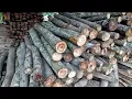 Download Lagu HEBOH !!! Tumpukan kayu Albasia segunung langsung digergaji pondong sampai habis taktersisa 