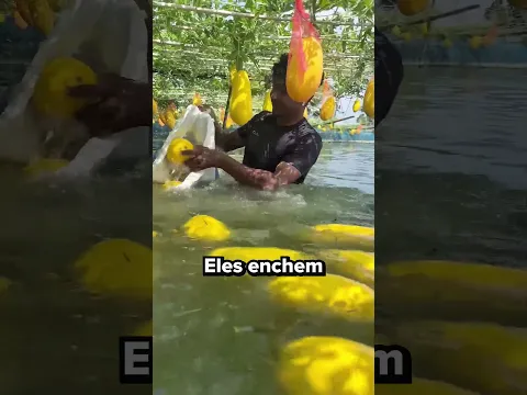 Cultivo De Vegetais E Peixes Ao Mesmo Tempo #curiosidades