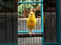 Download Lagu PANCINGAN Kenari Agar Ikut Bunyi \u0026 GACOR Dor #birds #kenari #canary #kicaumania #kenarigacor