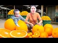 Download Lagu Harvest 100kg Giant Tangerine to Sell at Market with Single Girl - How to Dig Cassava for Pig Food