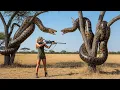 Lagu SHOCKING! Hunter faces a pack of giant pythons in a life or death encounter on the savanna