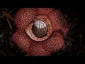 Download Lagu Corpse Flower Stinks of Death I The Green Planet I BBC Earth